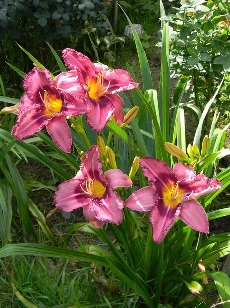 Russian ragtime - Hemerocallis 2018