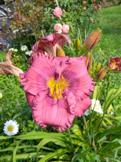  - Hemerocallis 2018