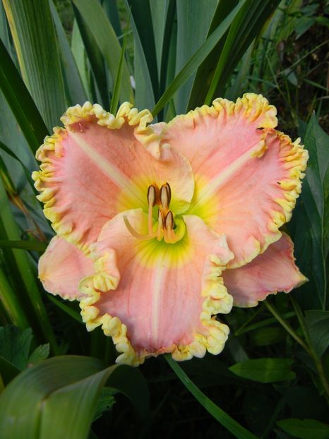 Princess Diana - xx Colectie hemerocallis