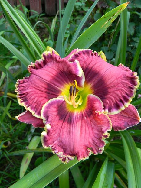 Somewhat elegant - Hemerocallis 2018