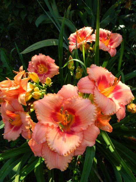 Strawberry candy - Hemerocallis 2018