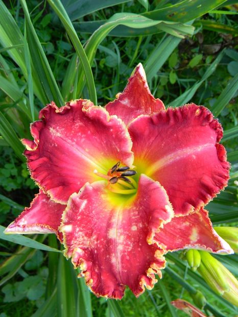 Painting the roses red - Hemerocallis 2018