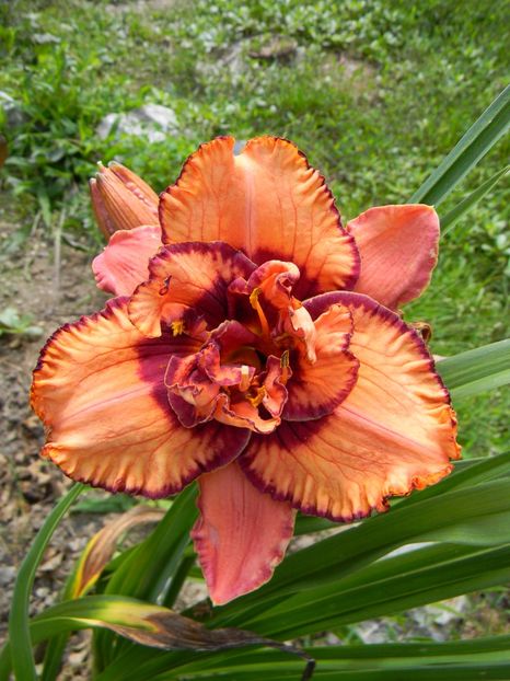Gerie Frankenberger - Hemerocallis 2018
