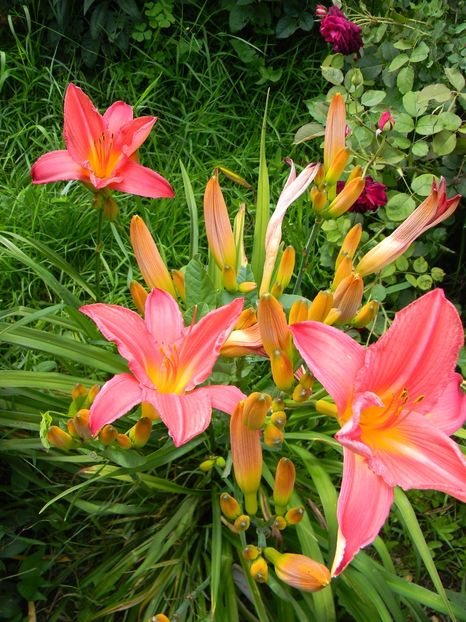 Summer wine - Hemerocallis 2018