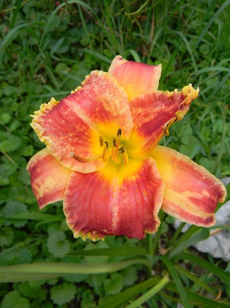 ??? - Hemerocallis 2018