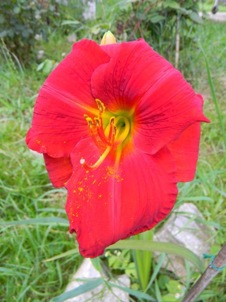 ??? - Hemerocallis 2018