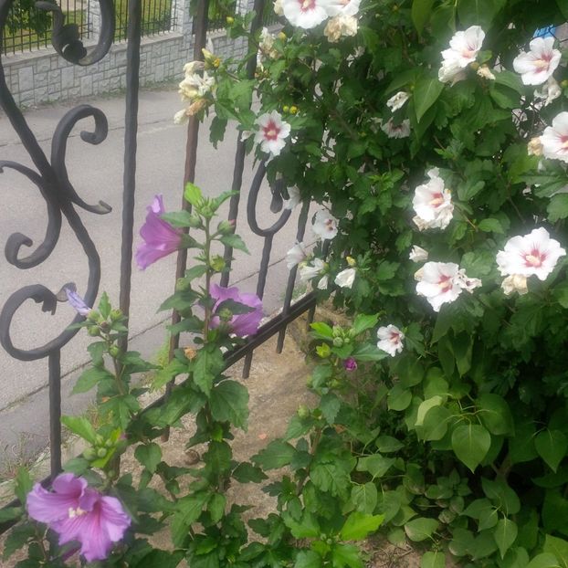  - gradina iulie 2018