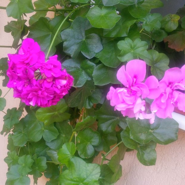  - gradina iulie 2018