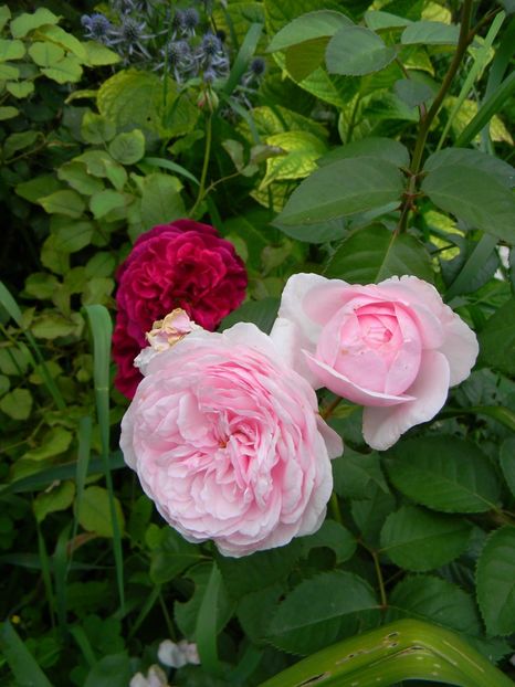 M W Olivia rose - Trandafiri 2018