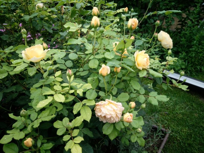  - Golden Celebration