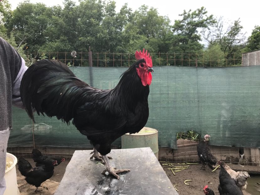 24CE803A-464B-42C6-9C8C-1B1262E5E5FA - Australorp