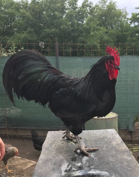 C066D92E-586E-4566-BD22-A724FB932EBF - Australorp