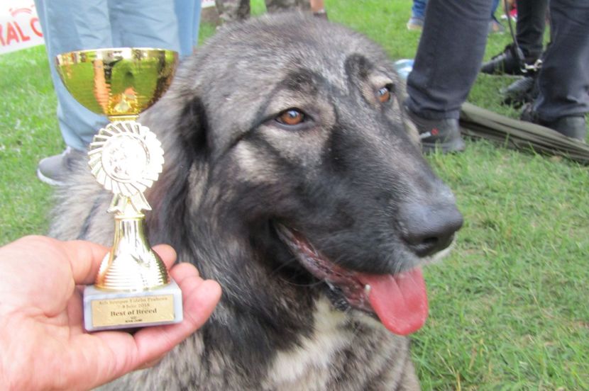 BEST OF BREED (CEL MAI BUN EXEMPLAR AL RASEI) EXPO PLOIESTI 2018 - 2 CRĂIŢA DE PLAI PRAHOVEAN - CAMPION ROMANIA