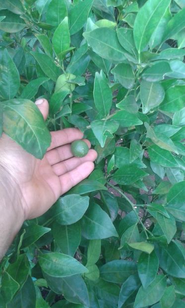 Citrus sinensis Washington navel - Plantele mele 2018