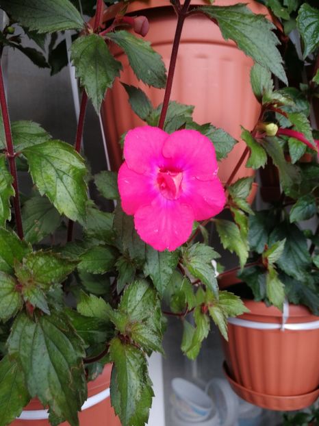  - Achimenes 2018