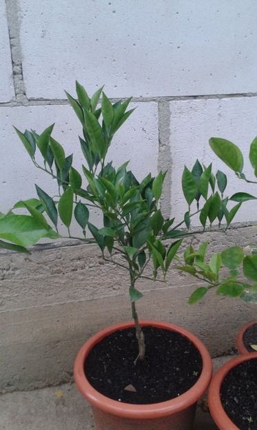 Citrus sinensis tarocco roșu - Plantele mele 2018