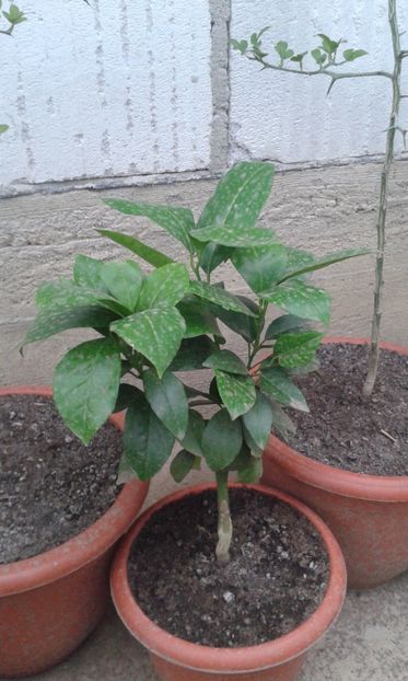 Citrus sinensis vanilie - Plantele mele 2018
