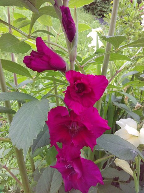  - AAAA_GLADIOLE 2015_2017_2018_2019