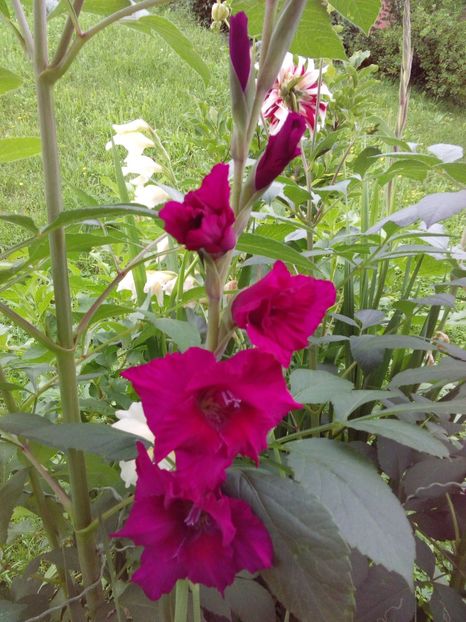  - AAAA_GLADIOLE 2015_2017_2018_2019