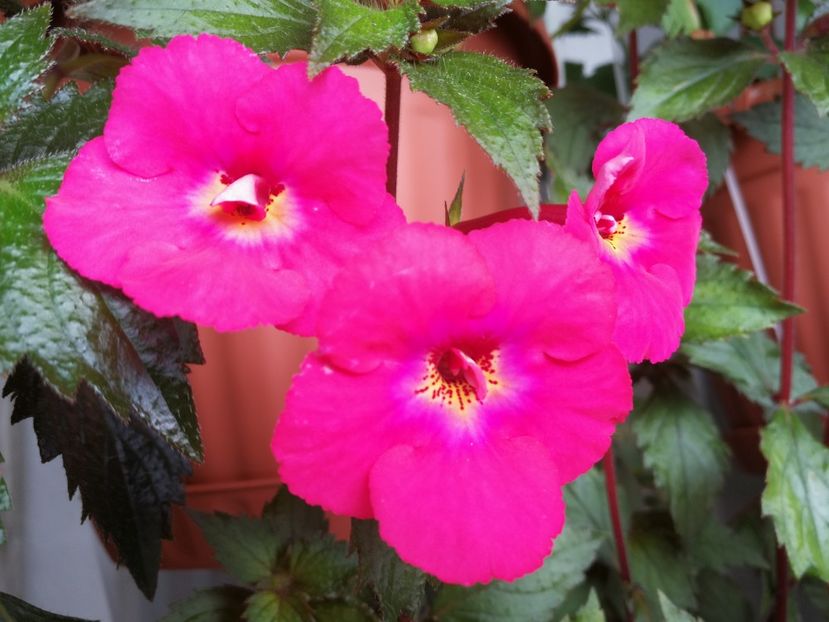  - Achimenes 2018
