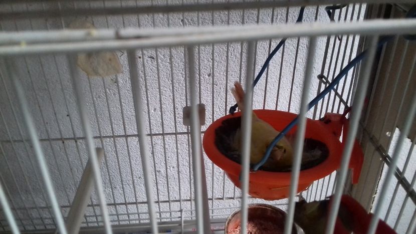 Femela la clocit - Malinois 2018 si Pui Hibrid sticlete - canarita