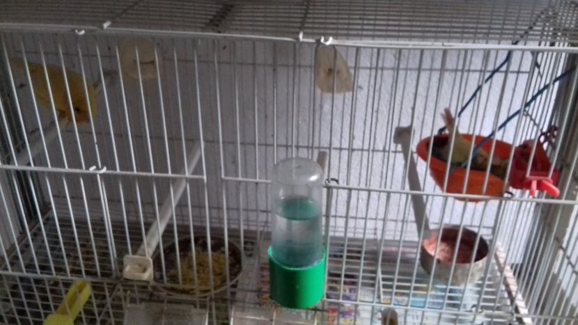 F 2017 - Malinois 2018 si Pui Hibrid sticlete - canarita