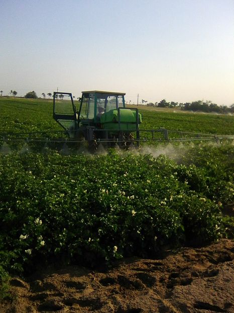 Photo0583 - legumicultura --ocupatia mea