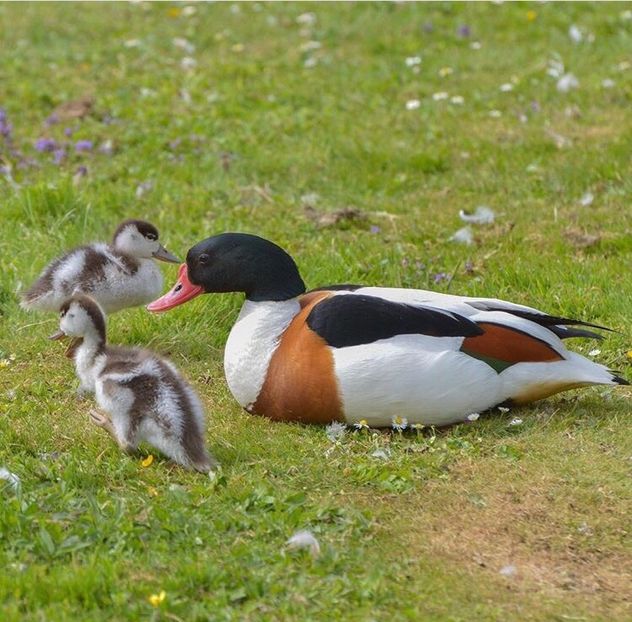 Călifar alb - Un fel de rai pe pământ!