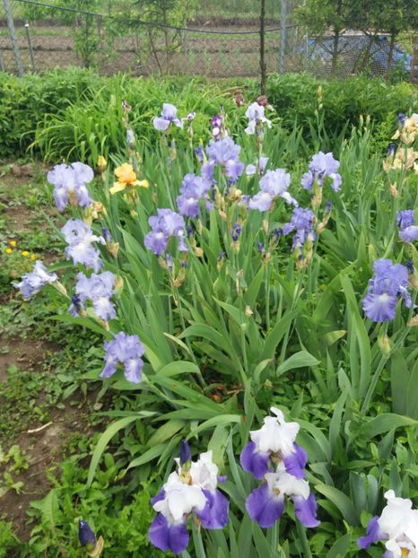  - A Irisi disponibili in 2018