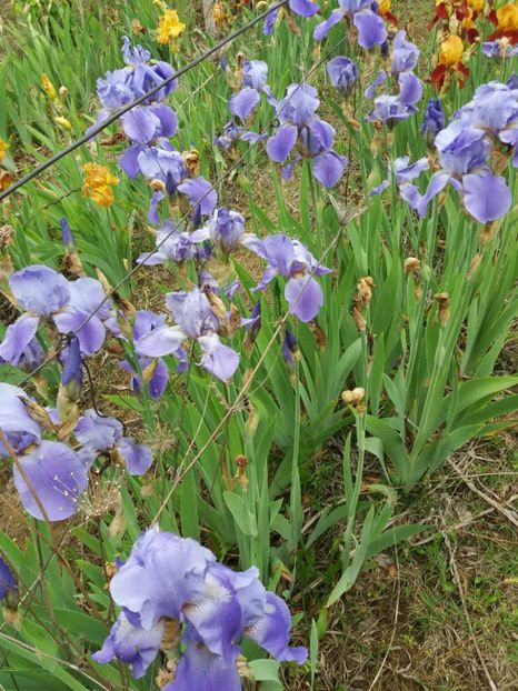  - A Irisi disponibili in 2018