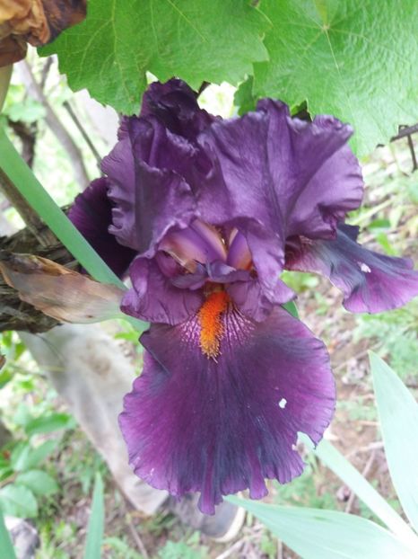  - A Irisi disponibili in 2018