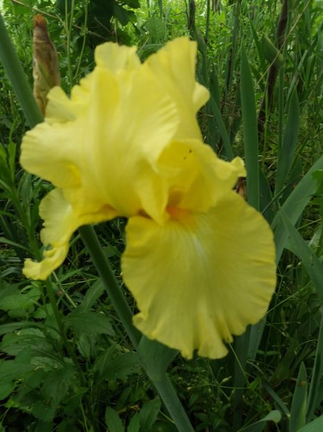  - A Irisi disponibili in 2018