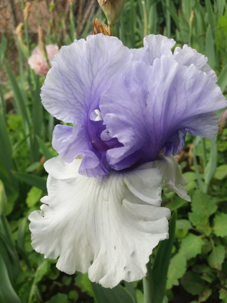  - A Irisi disponibili in 2018