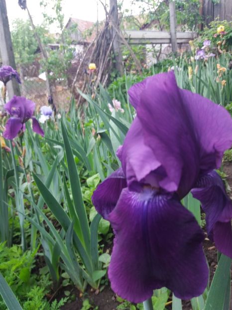  - A Irisi disponibili in 2018