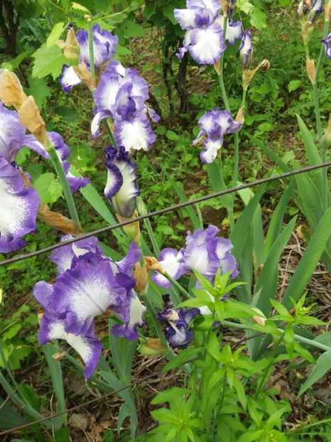  - A Irisi disponibili in 2018