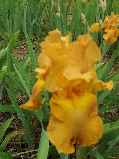  - A Irisi disponibili in 2018