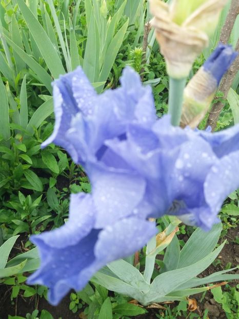  - A Irisi disponibili in 2018