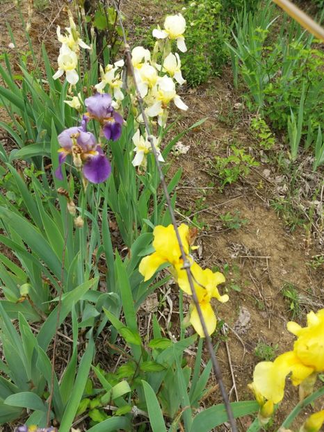  - A Irisi disponibili in 2018