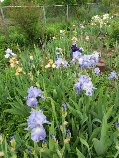  - A Irisi disponibili in 2018