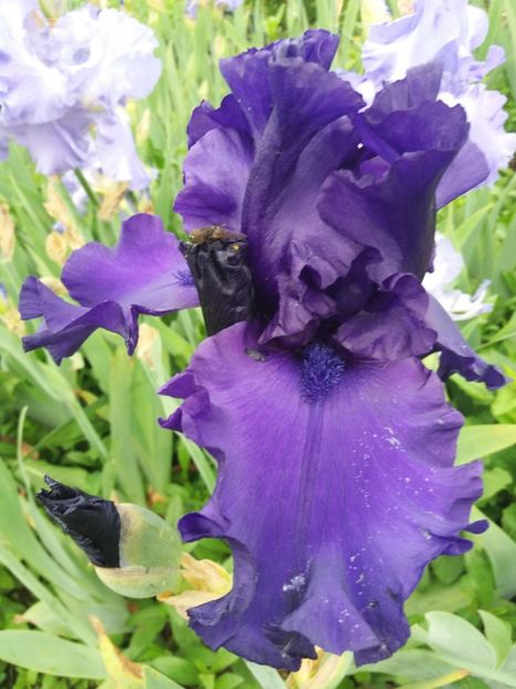  - A Irisi disponibili in 2018