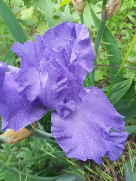  - A Irisi disponibili in 2018