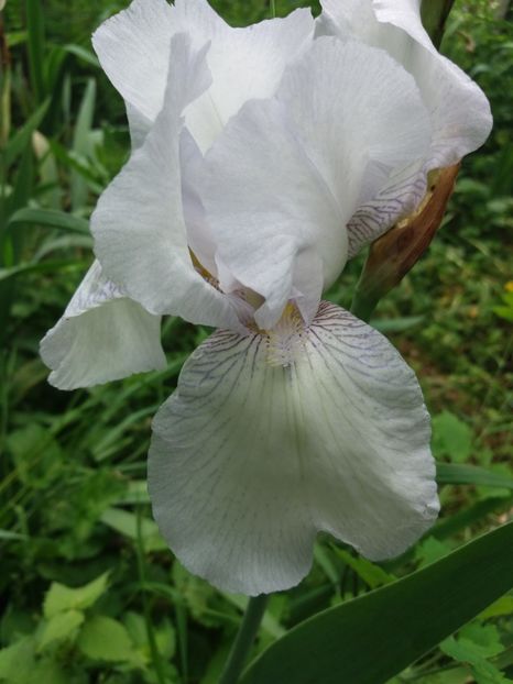  - A Irisi disponibili in 2018