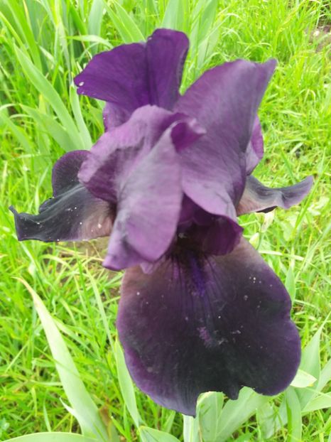  - A Irisi disponibili in 2018