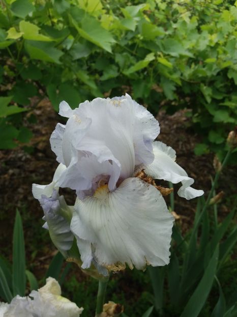  - A Irisi disponibili in 2018