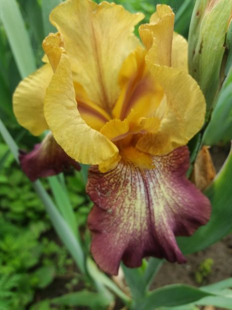  - A Irisi disponibili in 2018