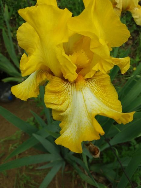  - A Irisi disponibili in 2018