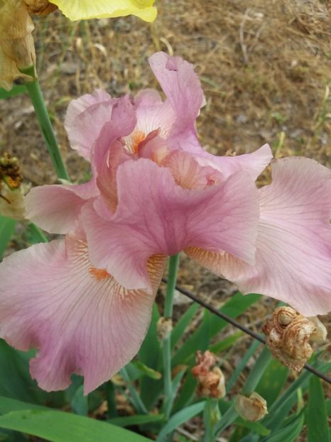  - A Irisi disponibili in 2018