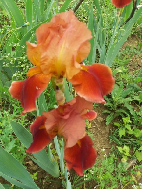  - A Irisi disponibili in 2018