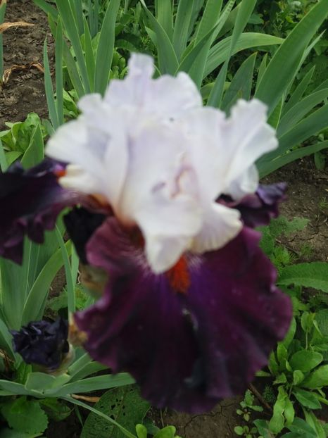  - A Irisi disponibili in 2018