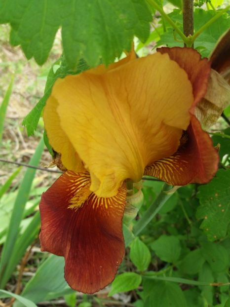  - A Irisi disponibili in 2018